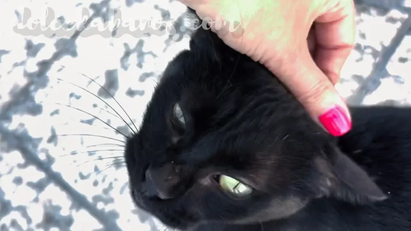 wyspiarski kot nadstawia się do miziania