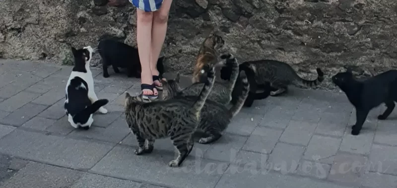 kobieta karmi głodne koty w mieście Santa Marina Salina